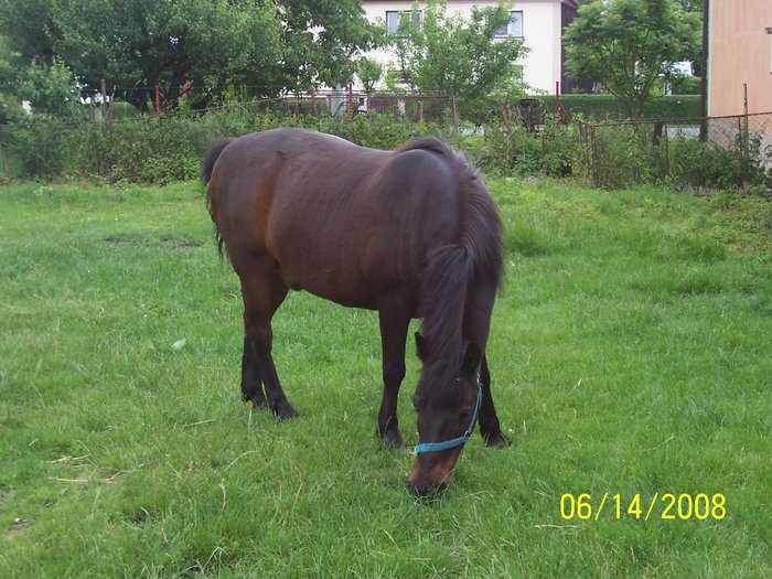 Kone_vystava_002