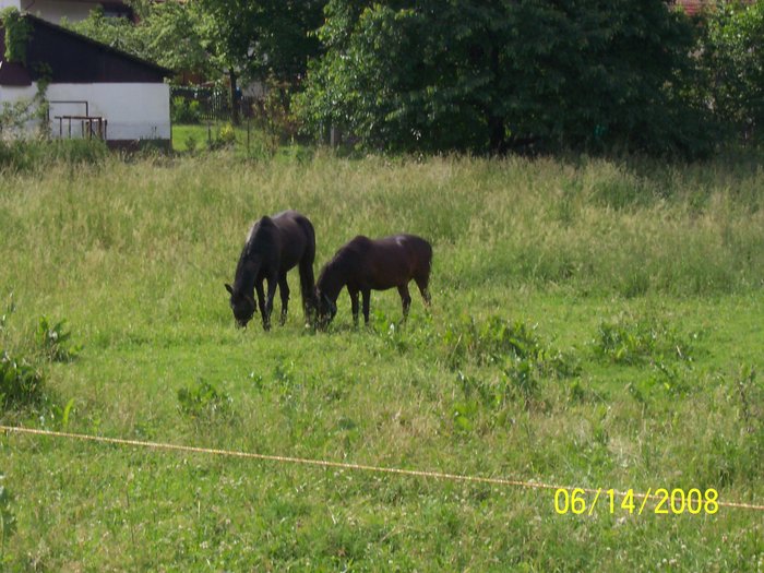 Kone_vystava_010