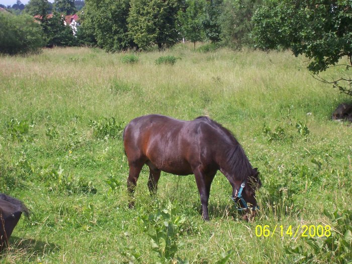 Kone_vystava_013