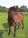 Kone_vystava_342
